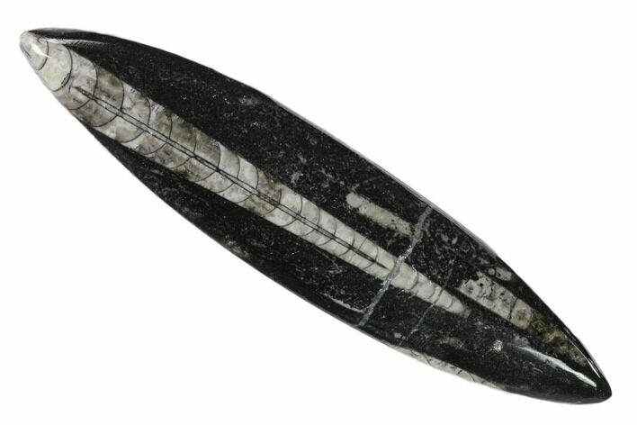 Polished Fossil Orthoceras (Cephalopod) - Morocco #138307